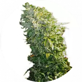 Семена Марихуаны Недорогие Купить